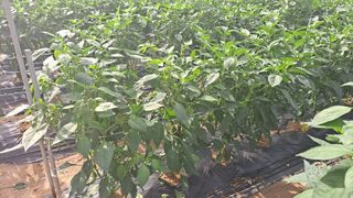 우대영님의 고추 · 비료•농약 작성글 사진