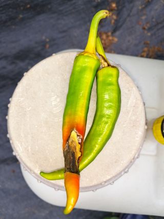 하루돌이님의 고추 · 병해충상담 작성글 사진