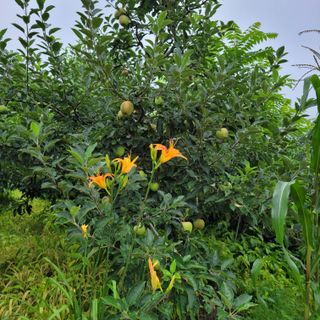 마산쌀재골체리님의 장마 대비 어떻게 하셨나요? · 참여 작성글 사진