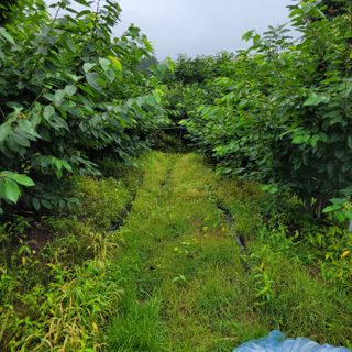 마산쌀재골체리님의 장마 대비 어떻게 하셨나요? · 참여 작성글 사진