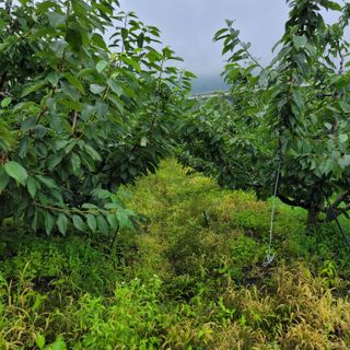 마산쌀재골체리님의 장마 대비 어떻게 하셨나요? · 참여 작성글 사진