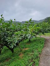 팜모닝 감·자유게시판 게시글 이미지