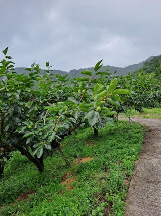 시골농부님의 감 · 자유게시판 작성글 사진