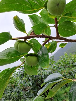 시골농부님의 감 · 자유게시판 작성글 사진