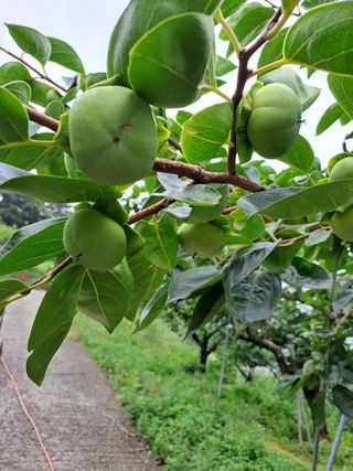 시골농부님의 감 · 자유게시판 작성글 사진