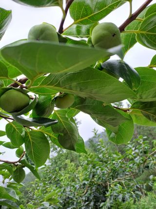 시골농부님의 감 · 자유게시판 작성글 사진