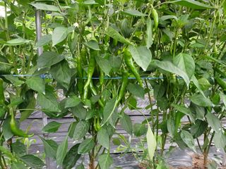 오영도님의 고추 · 지주설치•유인•성장 작성글 사진