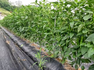 오영도님의 고추 · 지주설치•유인•성장 작성글 사진