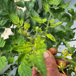 김정열님의 토마토 · 병해충상담 작성글 사진