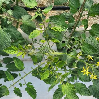 김정열님의 토마토 · 병해충상담 작성글 사진