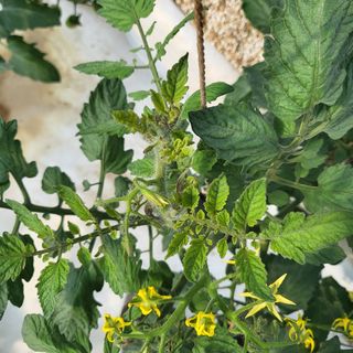 김정열님의 토마토 · 병해충상담 작성글 사진