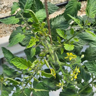 김정열님의 토마토 · 병해충상담 작성글 사진