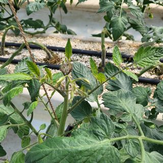 김정열님의 토마토 · 병해충상담 작성글 사진