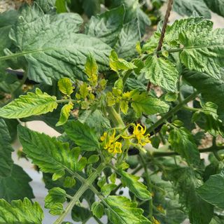 김정열님의 토마토 · 병해충상담 작성글 사진