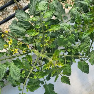 김정열님의 토마토 · 병해충상담 작성글 사진