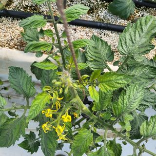 김정열님의 토마토 · 병해충상담 작성글 사진