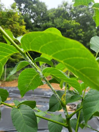 바른농부님의 기타작물 · 병해충상담 작성글 사진