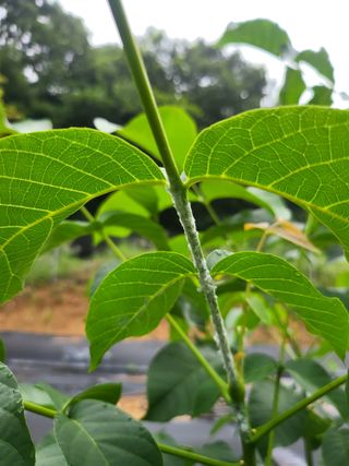 바른농부님의 기타작물 · 병해충상담 작성글 사진