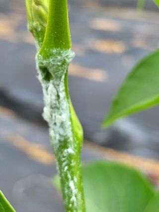 바른농부님의 기타작물 · 병해충상담 작성글 사진