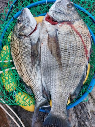 농촌의지킴님의 자유주제 · 자유게시판 작성글 사진