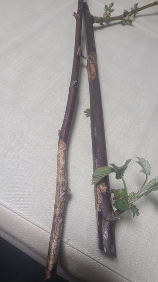 보리자루님의 기타작물 · 병해충상담 작성글 사진