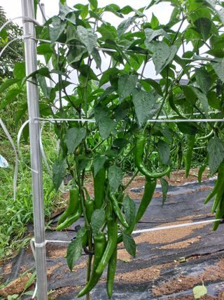 알 수 없음님의 장마 대비 어떻게 하셨나요? · 참여 작성글 사진