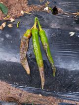 팜모닝 고추·병해충상담 게시글 이미지