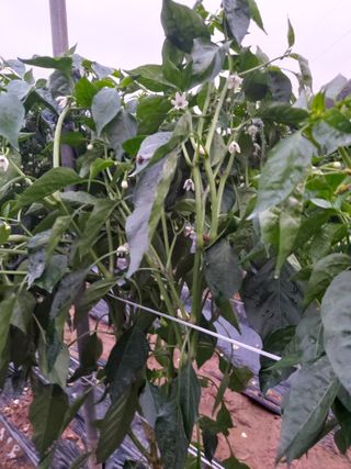 박태원님의 고추 · 병해충상담 작성글 사진