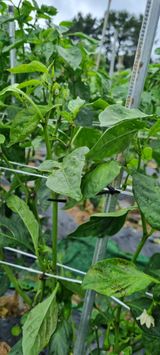 팜모닝 고추·병해충상담 게시글 이미지