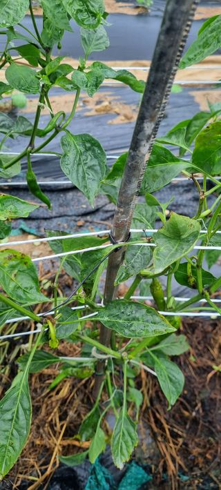 이일희님의 고추 · 병해충상담 작성글 사진