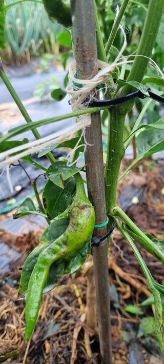 이일희님의 고추 · 병해충상담 작성글 사진