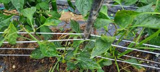 이일희님의 고추 · 병해충상담 작성글 사진