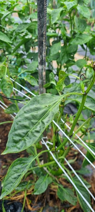 이일희님의 고추 · 병해충상담 작성글 사진