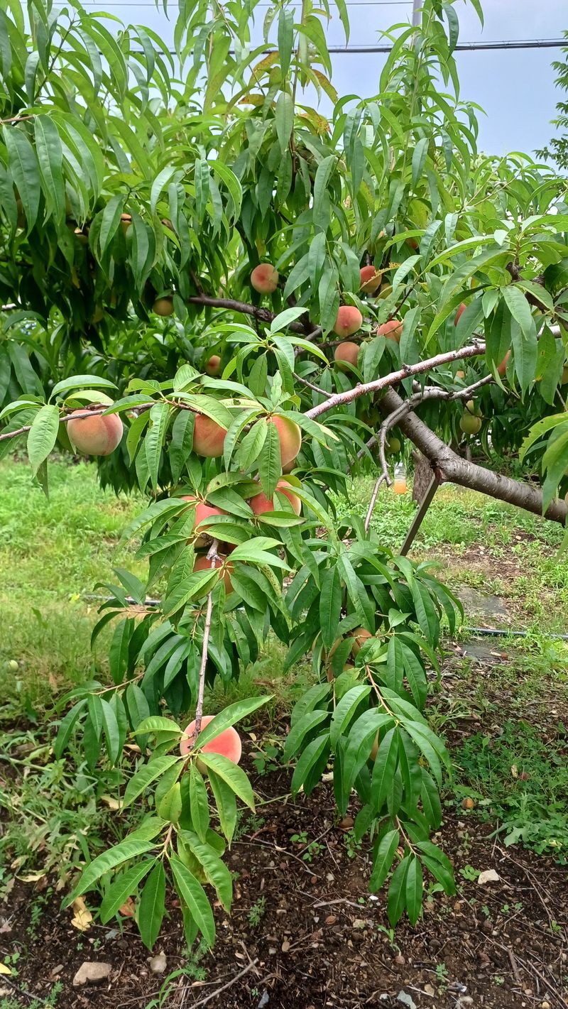설만농원님의 장터 판매 상품 [복숭아백도4.5KG  판매완료] 첨부 사진