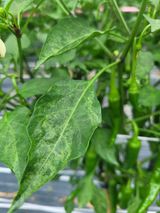 팜모닝 고추·병해충상담 게시글 이미지