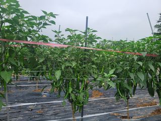 탐라텃밥님의 고추 · 병해충상담 작성글 사진