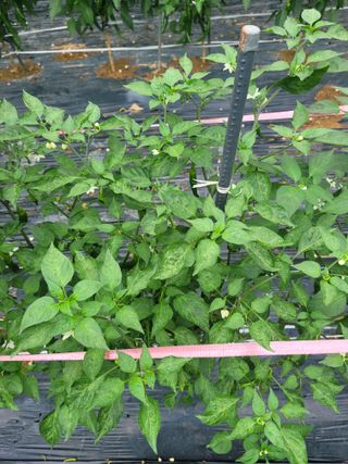 탐라텃밥님의 고추 · 병해충상담 작성글 사진