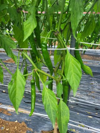 탐라텃밥님의 고추 · 병해충상담 작성글 사진