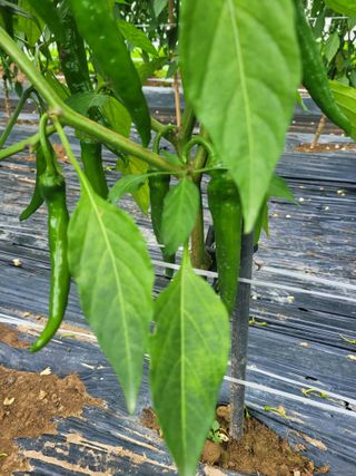 탐라텃밥님의 고추 · 병해충상담 작성글 사진