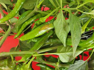 탐라텃밥님의 고추 · 병해충상담 작성글 사진