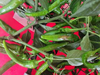 탐라텃밥님의 고추 · 병해충상담 작성글 사진