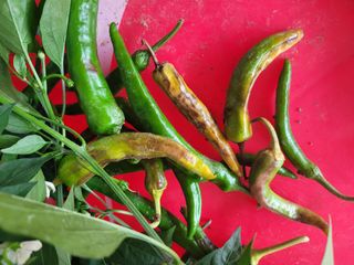 탐라텃밥님의 고추 · 병해충상담 작성글 사진