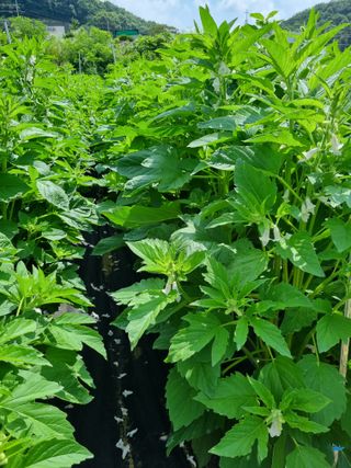 이근재님의 참깨 · 자유게시판 작성글 사진