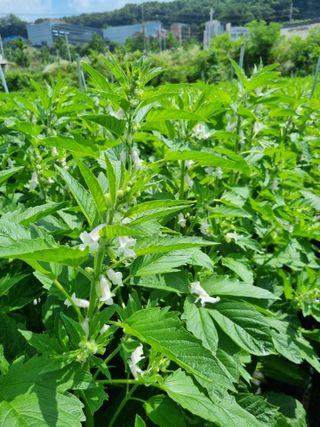 이근재님의 참깨 · 자유게시판 작성글 사진