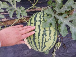 금동이네님의 기타작물 · 자유게시판 작성글 사진