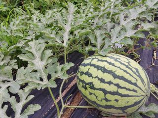 금동이네님의 기타작물 · 자유게시판 작성글 사진