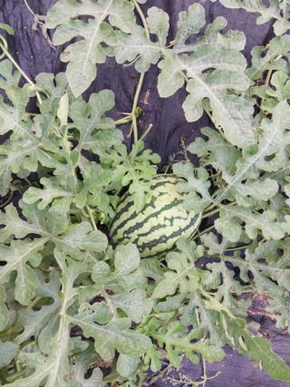 금동이네님의 기타작물 · 자유게시판 작성글 사진