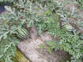 금동이네님의 기타작물 · 자유게시판 작성글 사진