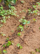 팜모닝 자유주제·자유게시판 게시글 이미지