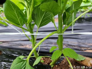 정병무님의 참깨 · 자유게시판 작성글 사진